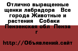 Отлично выращенные щенки лабрадора - Все города Животные и растения » Собаки   . Пензенская обл.,Пенза г.